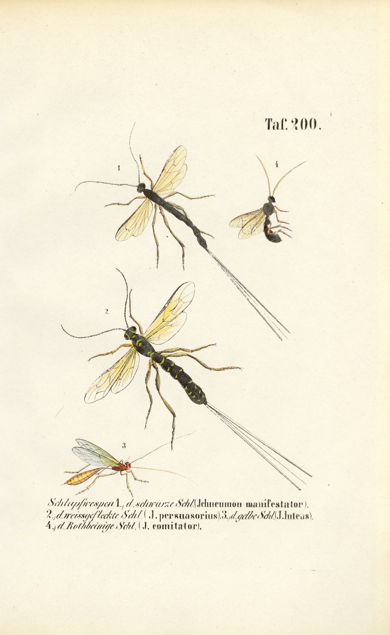 Diverses espèces de guêpes ichneumon - J. W. Tenhaeff