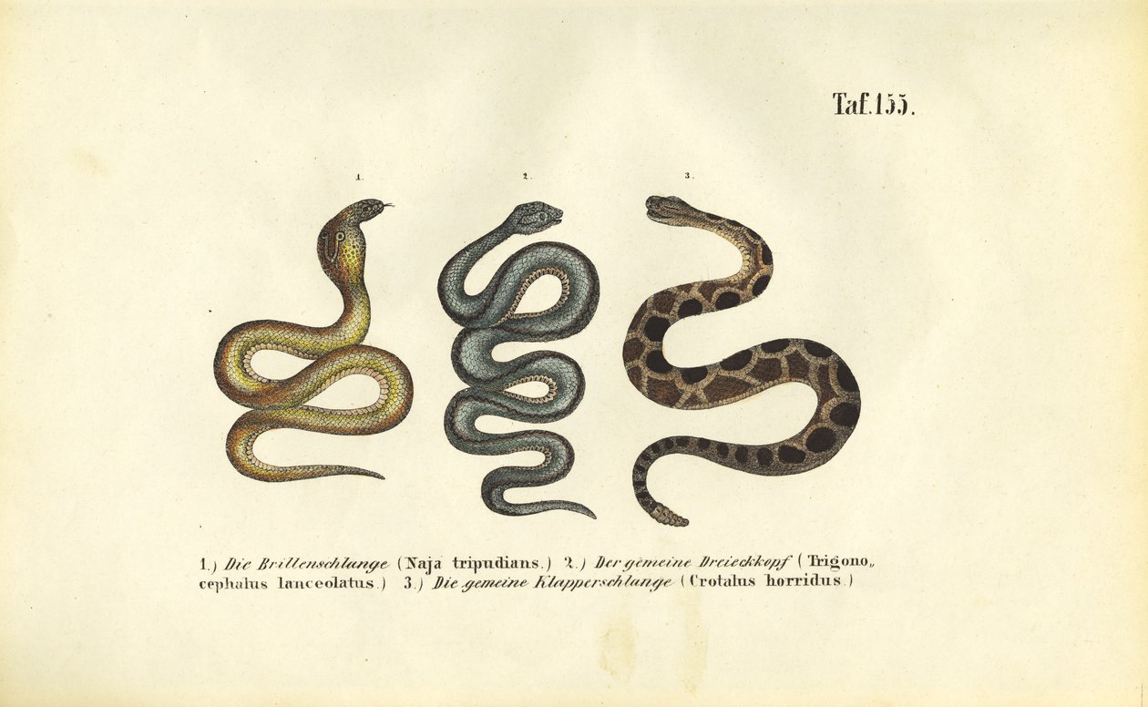 Serpents venimeux : Cobra indien, Fer-de-lance et Crotale des bois - J. W. Tenhaeff