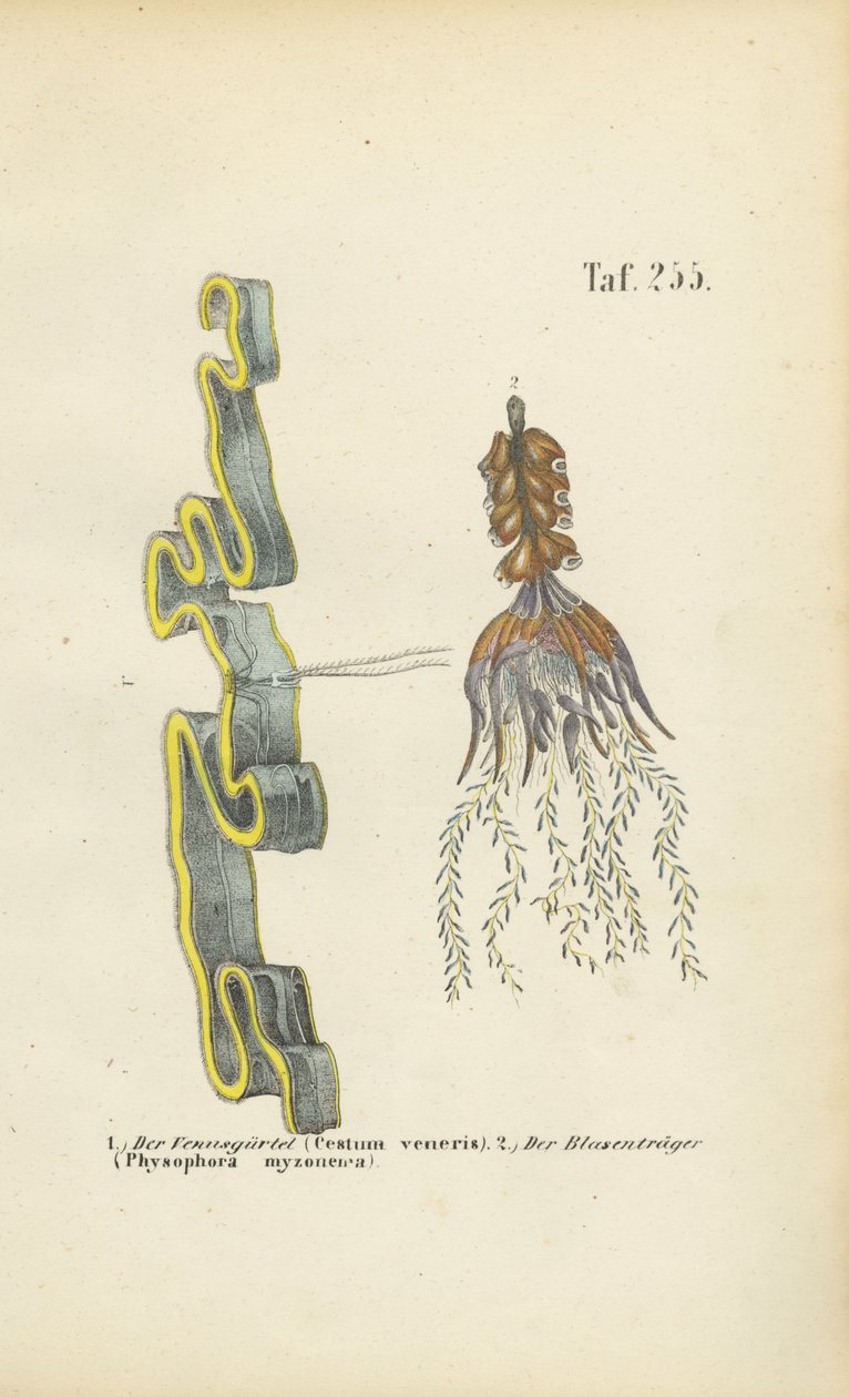 Gaine de Vénus et utriculaire - J. W. Tenhaeff