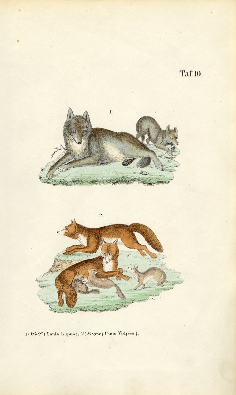Loup et renard avec leurs petits - J. W. Tenhaeff