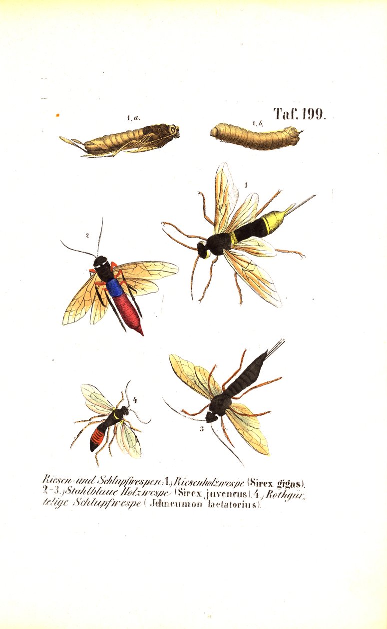 Guêpes des bois et guêpes ichneumon - J. W. Tenhaeff