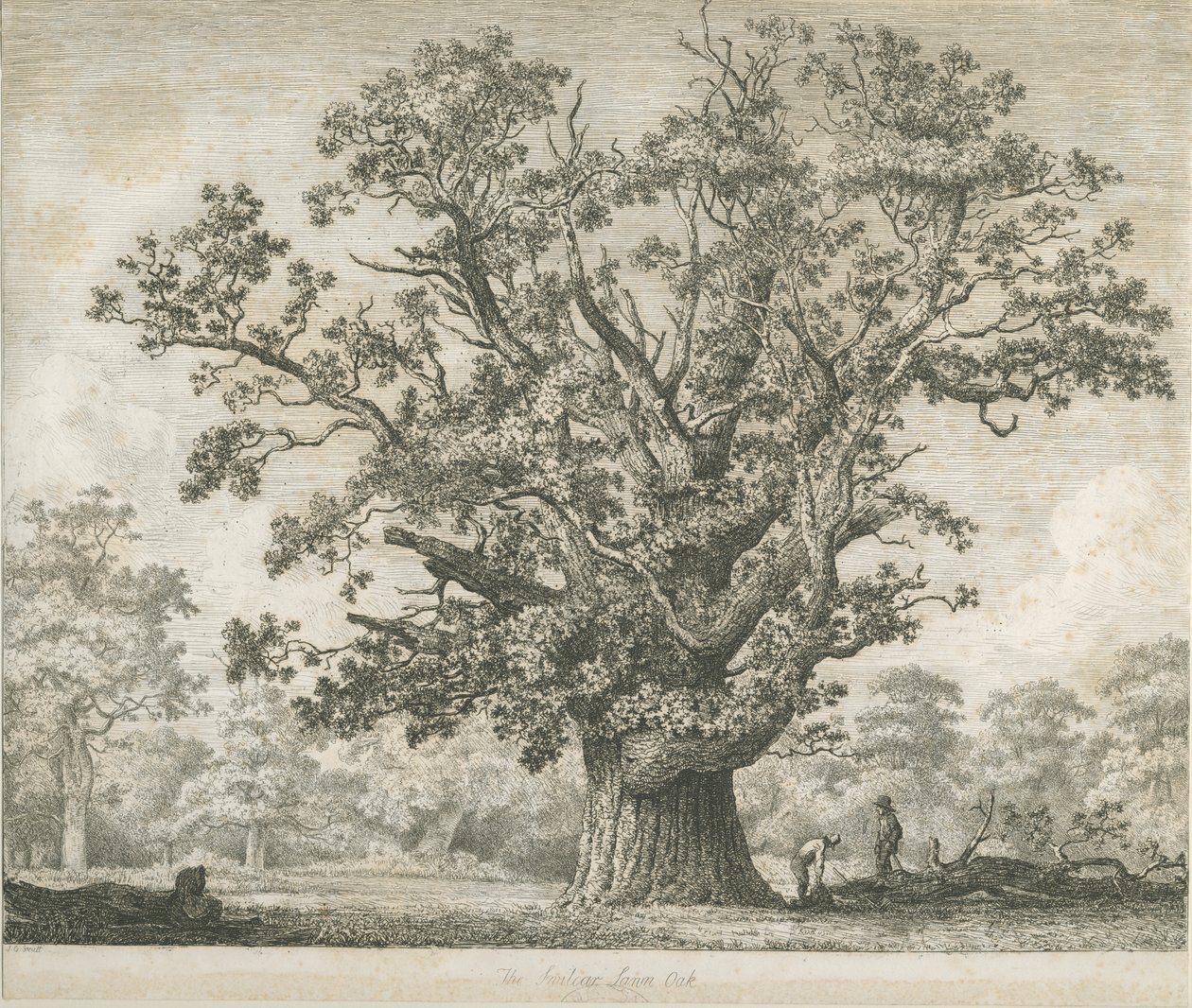 Needwood - Chêne de Swilcar - Jacob George Strutt