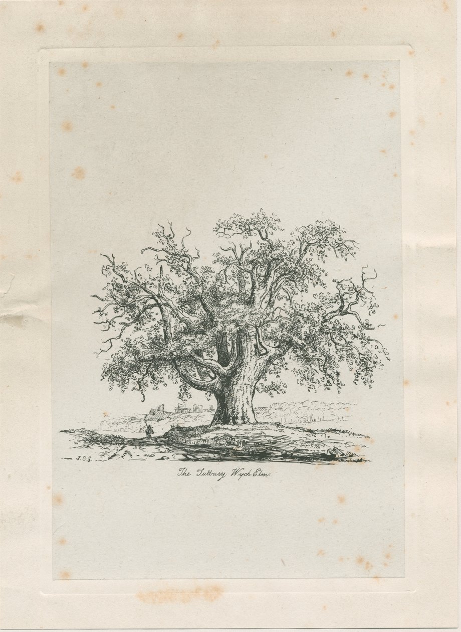 Tutbury - "Orme de Wych": gravure, vers 1820 - Jacob George Strutt