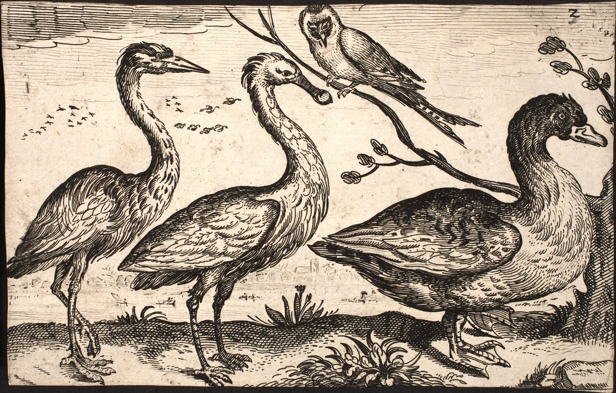 Héron, spatule, oiseau et oie - Jacob Matham