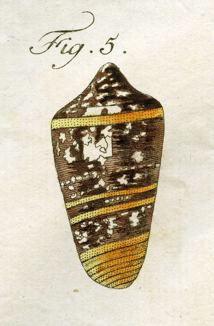 Illustration de Conus Ammiralis (sous-espèce Summus), 1790 - Jacob Xavier Schmuzer