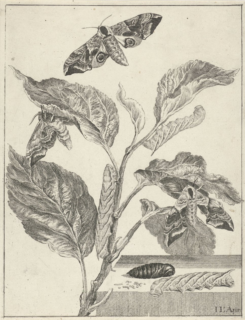 Feuilles avec chenilles et papillons - Jacob l