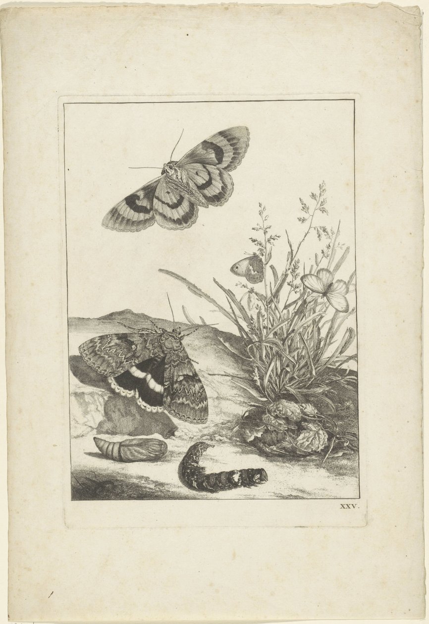Identification Du Cocon De Papillon