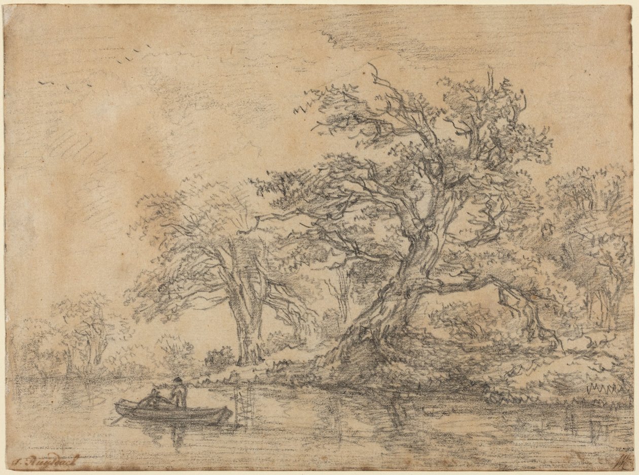 Vieux arbres le long d