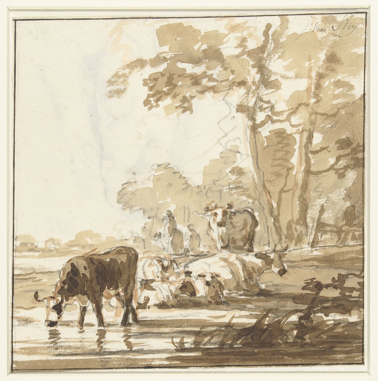Bétail au repos au bord d