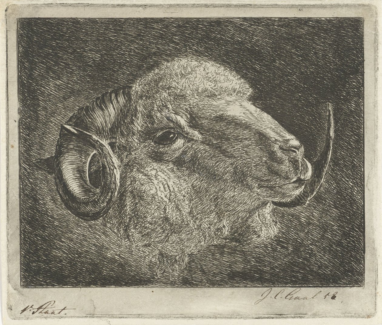 Tête de bélier avec des cornes tournées vers l