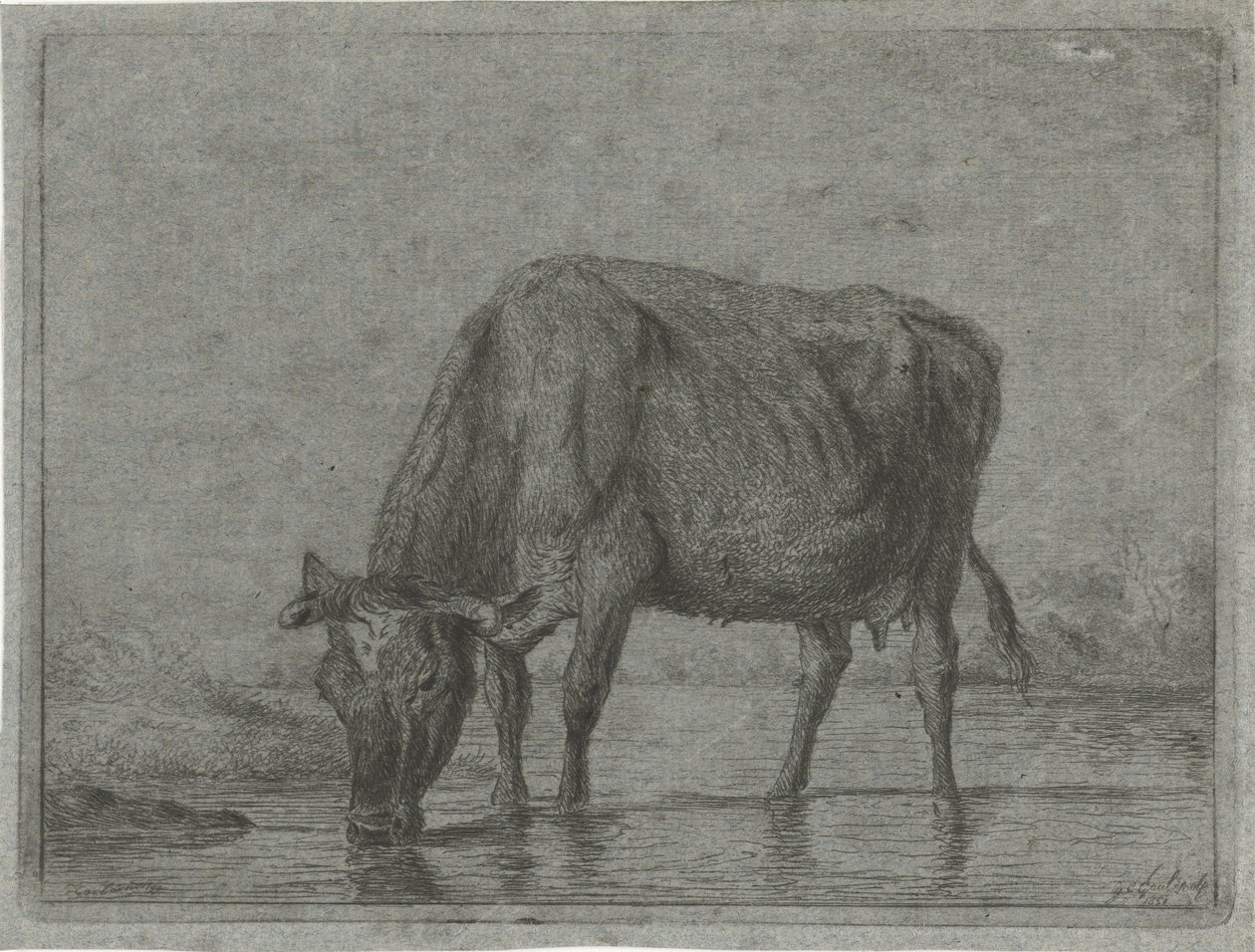 Vache buvant dans une flaque - Jacobus Cornelis Gaal