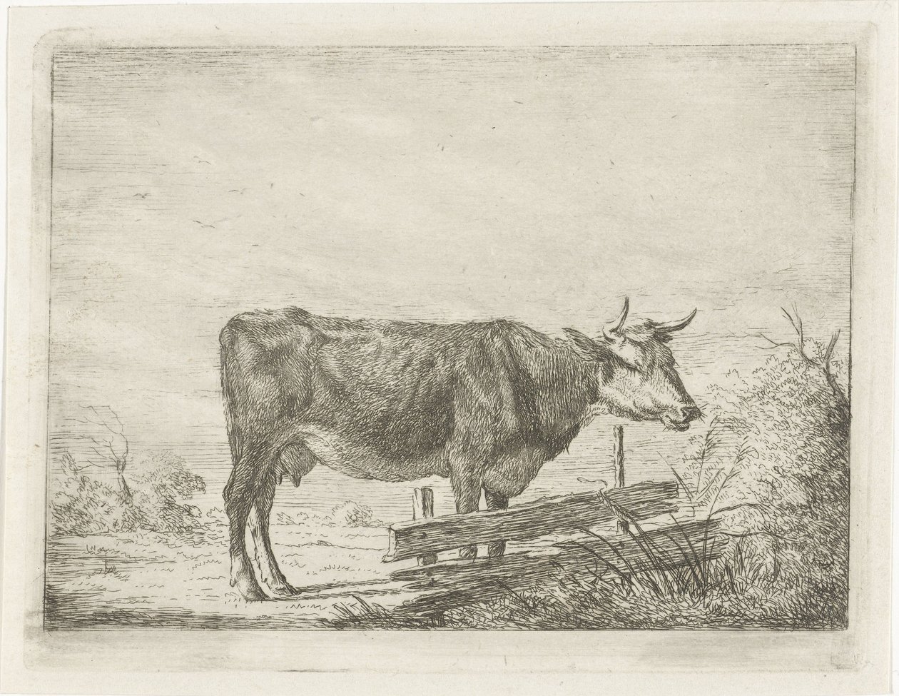 Vache, debout près d