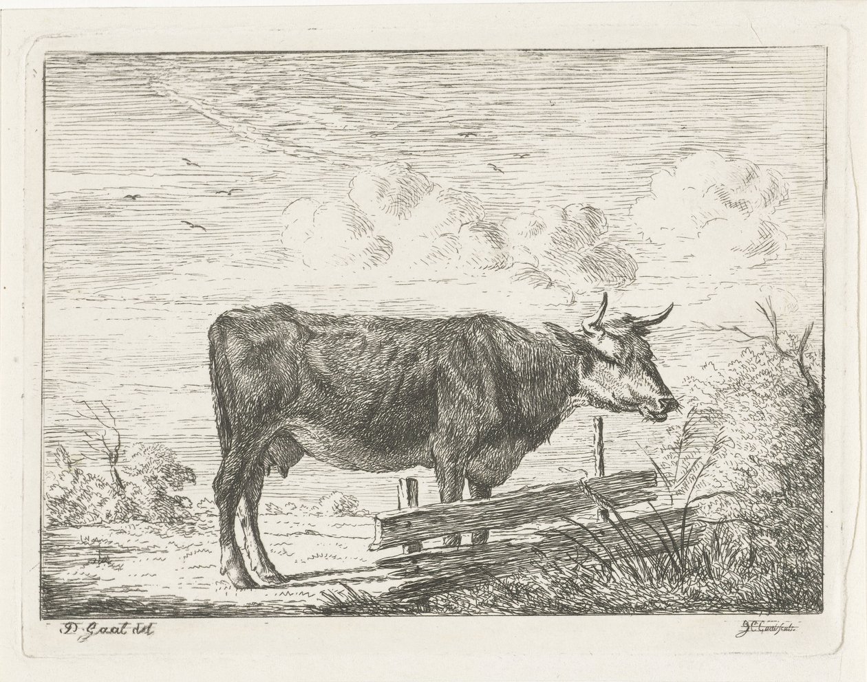 Vache, debout près d
