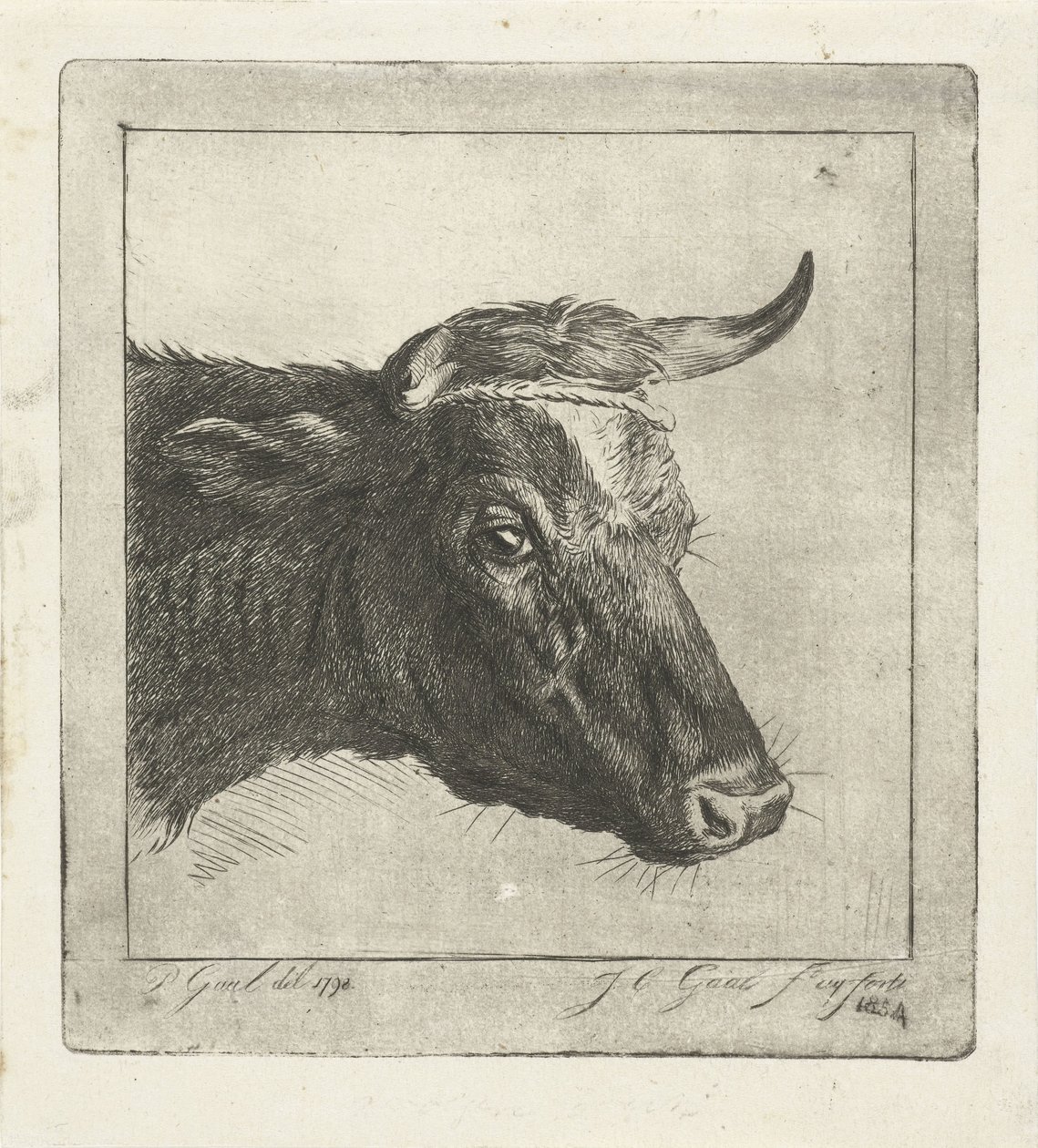 Tête de vache avec corde autour des cornes - Jacobus Cornelis Gaal