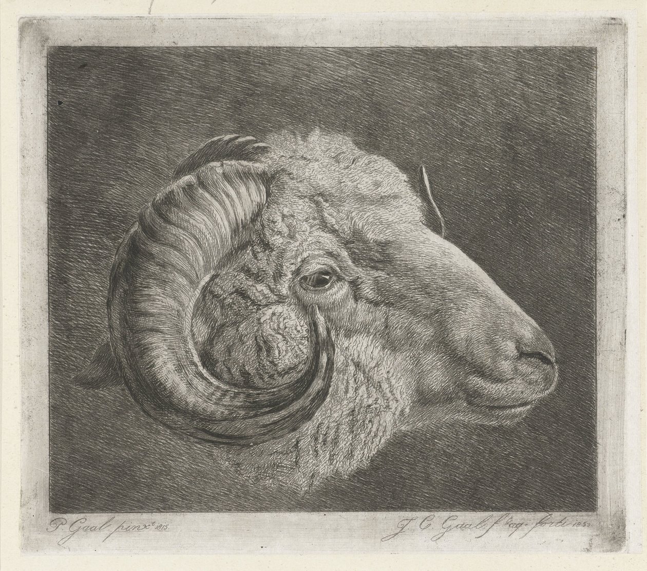 Tête de bélier avec corne courbée vers l