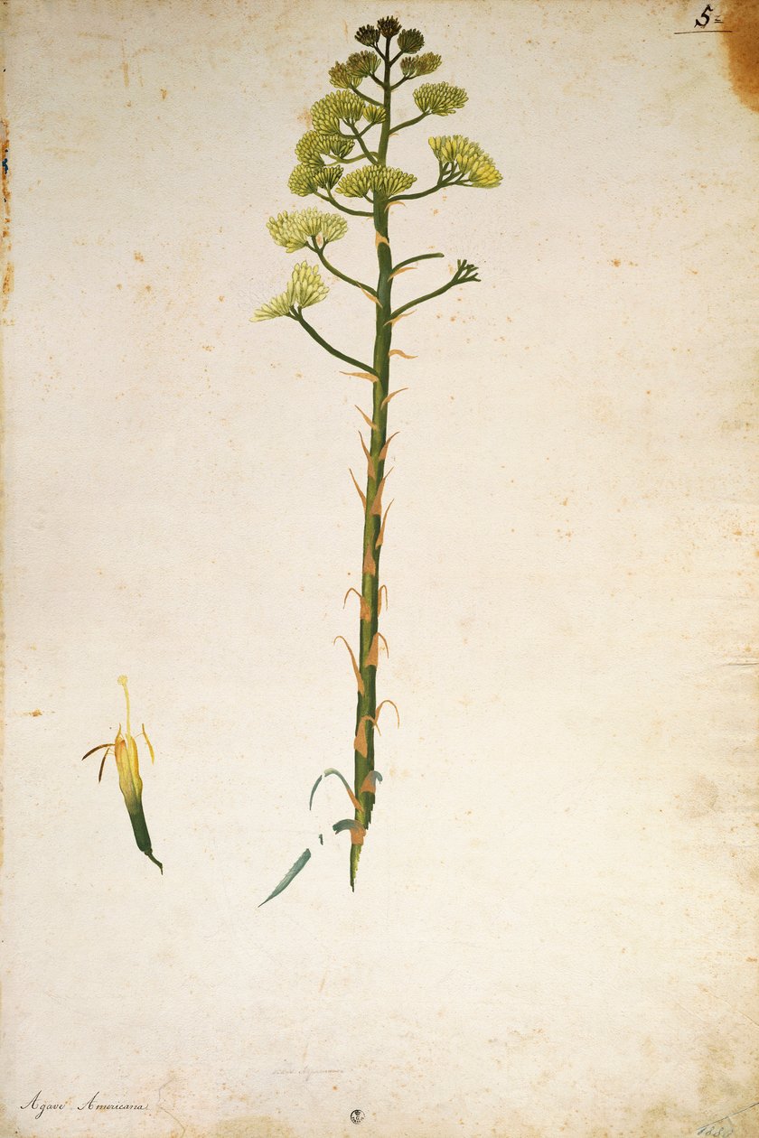 Fleur d