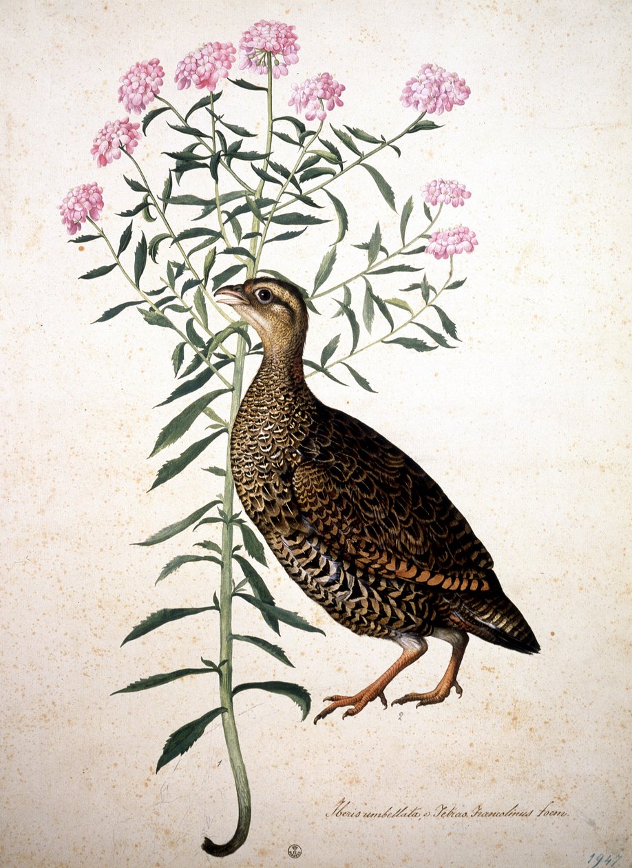 Image inconnue - Jacopo Ligozzi