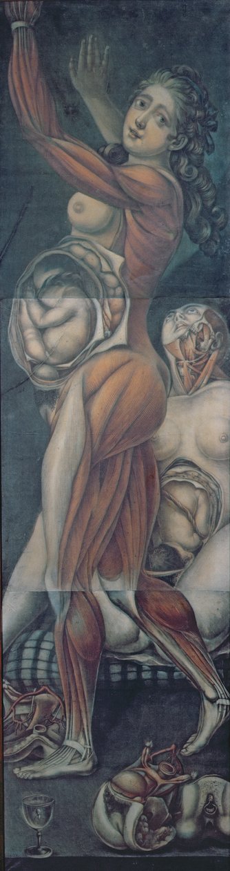 Étude anatomique de deux femmes enceintes - Jacques Fabien Gautier d