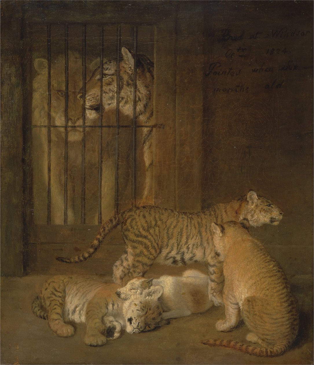 Groupe de chiots élevés entre un lion et une tigresse - Jacques Laurent Agasse