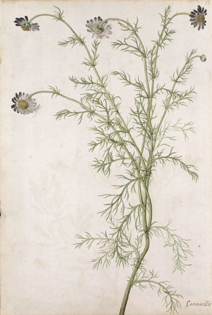Chamaemelum nobile Allioni, vers 1568 - Jacques Le Moyne