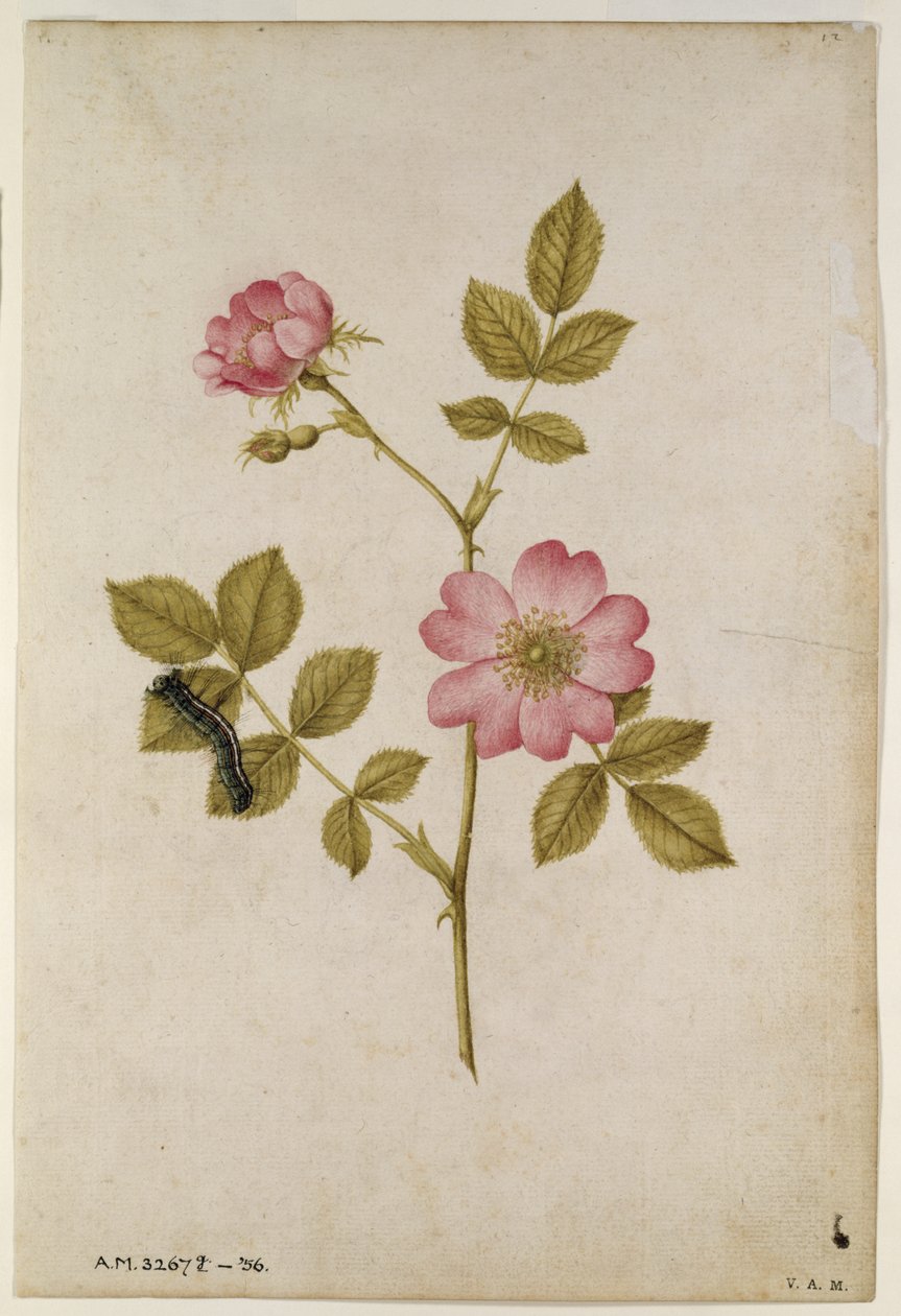 Rosa Canina - Églantier et chenille - Jacques Le Moyne