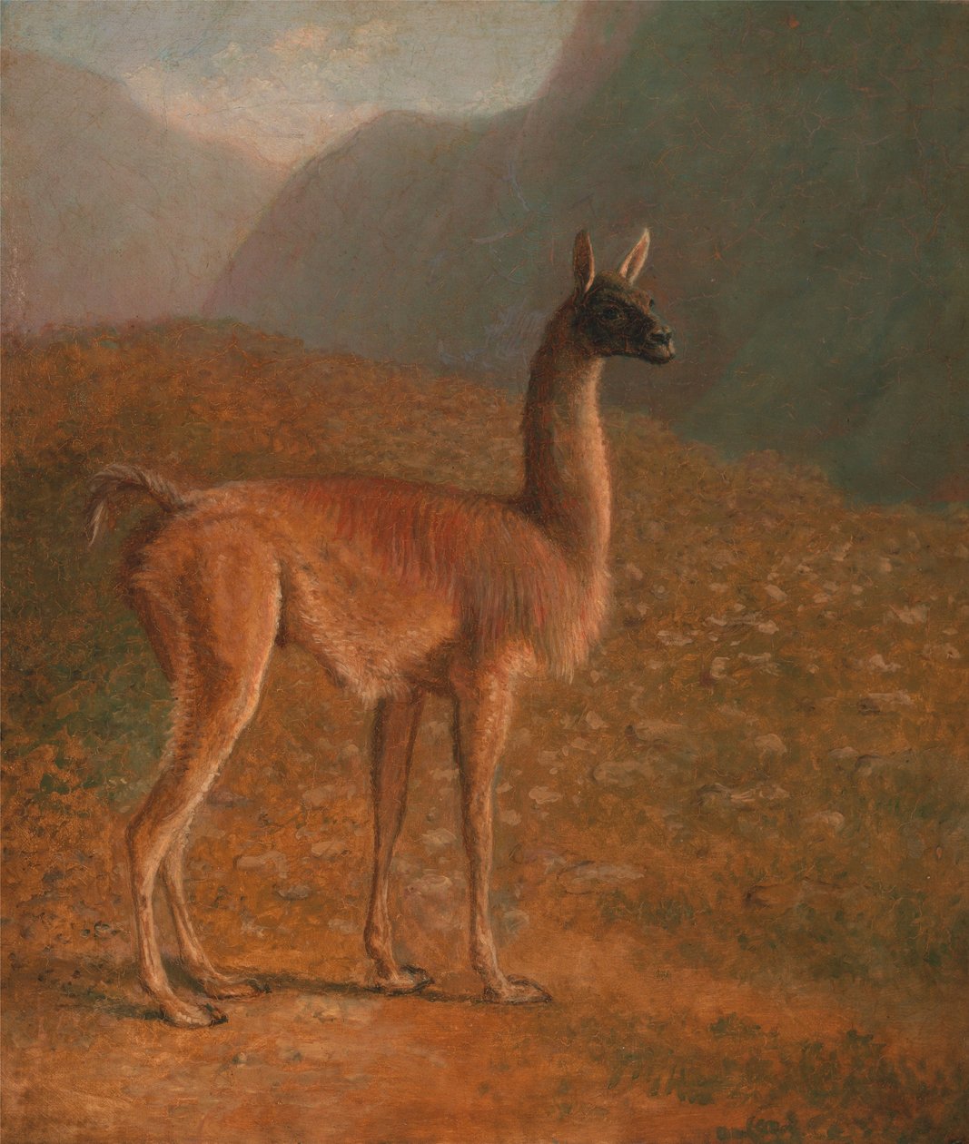 Guanaco - Jacques-Laurent Agasse