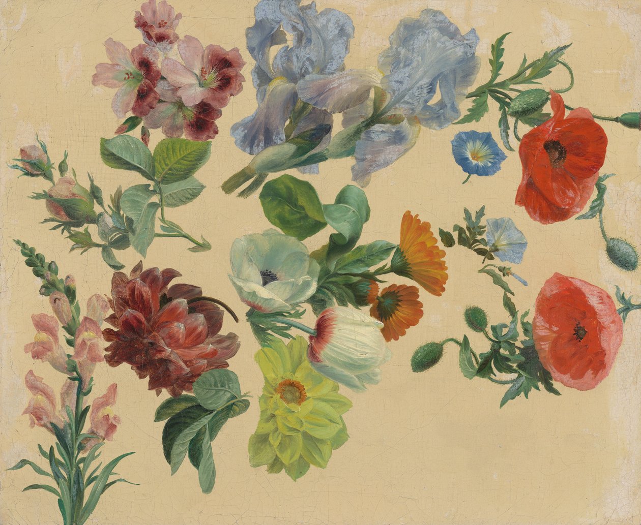 Études sur les fleurs d
