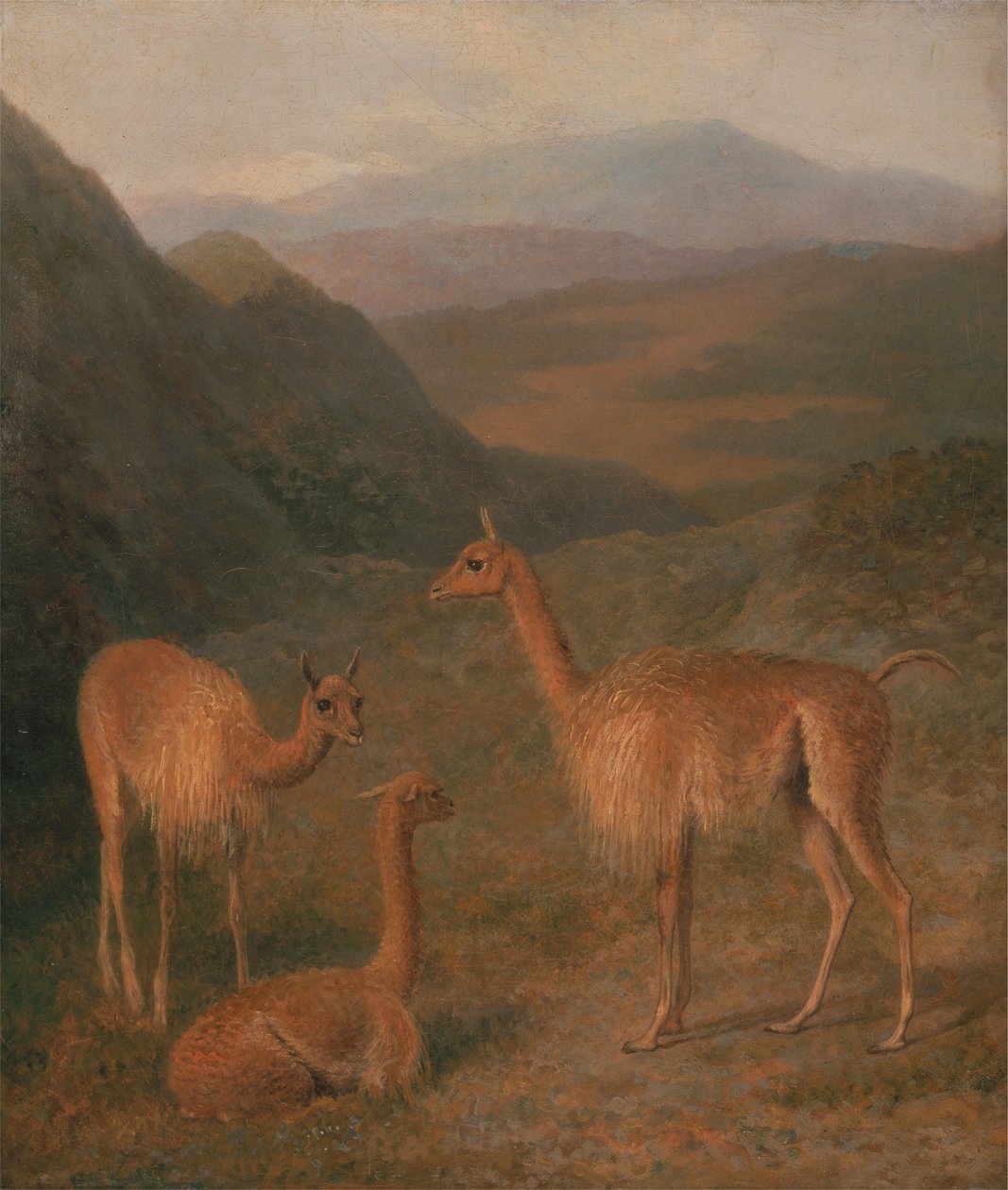 Vigognes - Jacques-Laurent Agasse