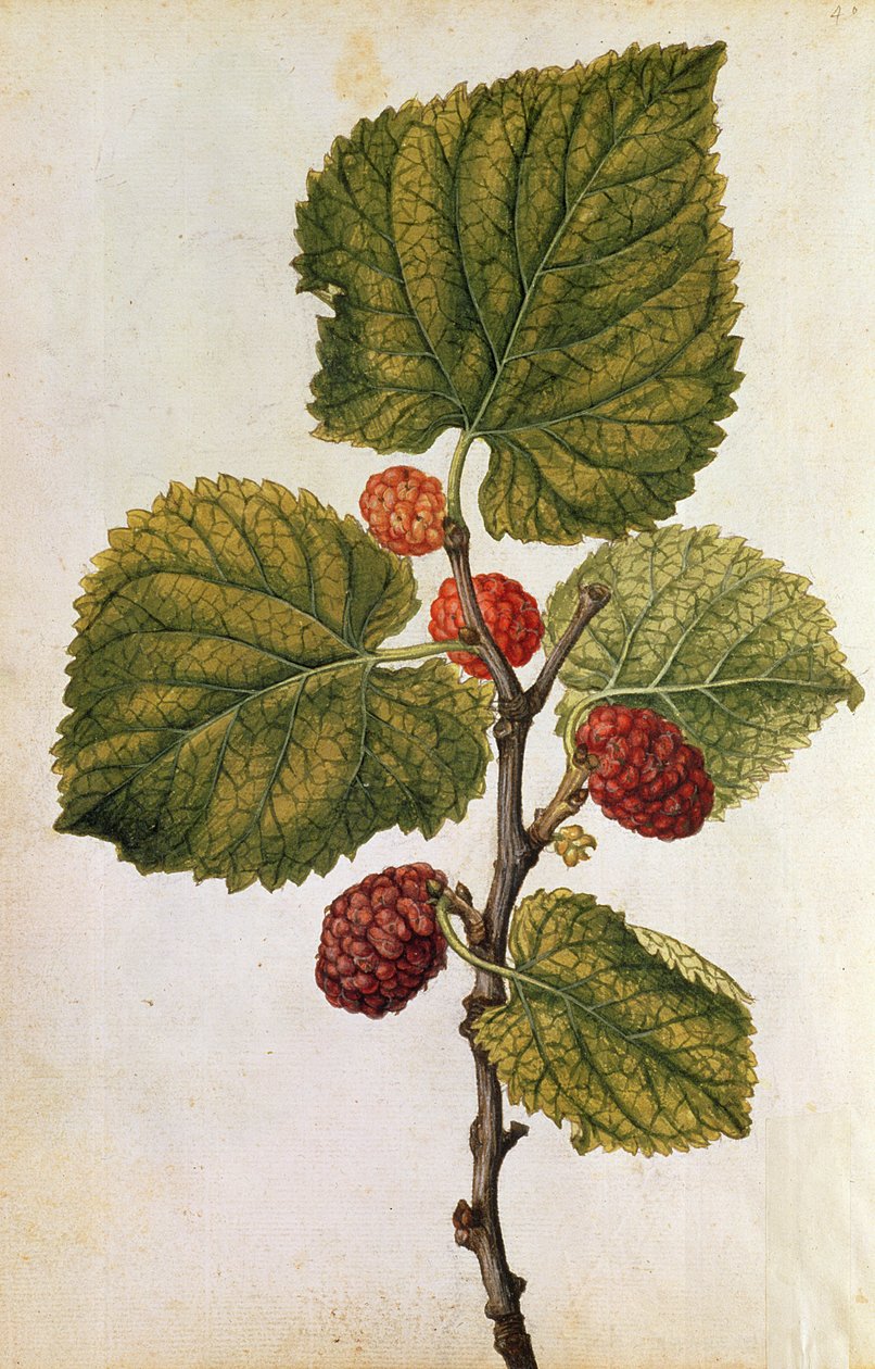  - Jacques (1533-88) Le Moyne