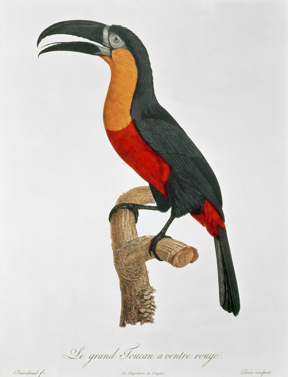 Touraco géant, gravé par Guyard - Jacques (after) Barraband