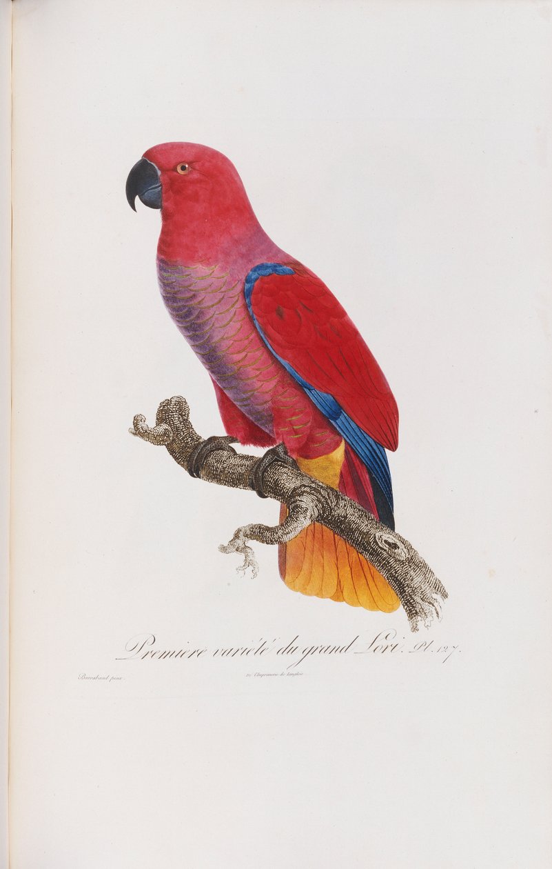 Première variété du Grand Lori, gravé par Langlois, vers 1801-05 - Jacques Barraband