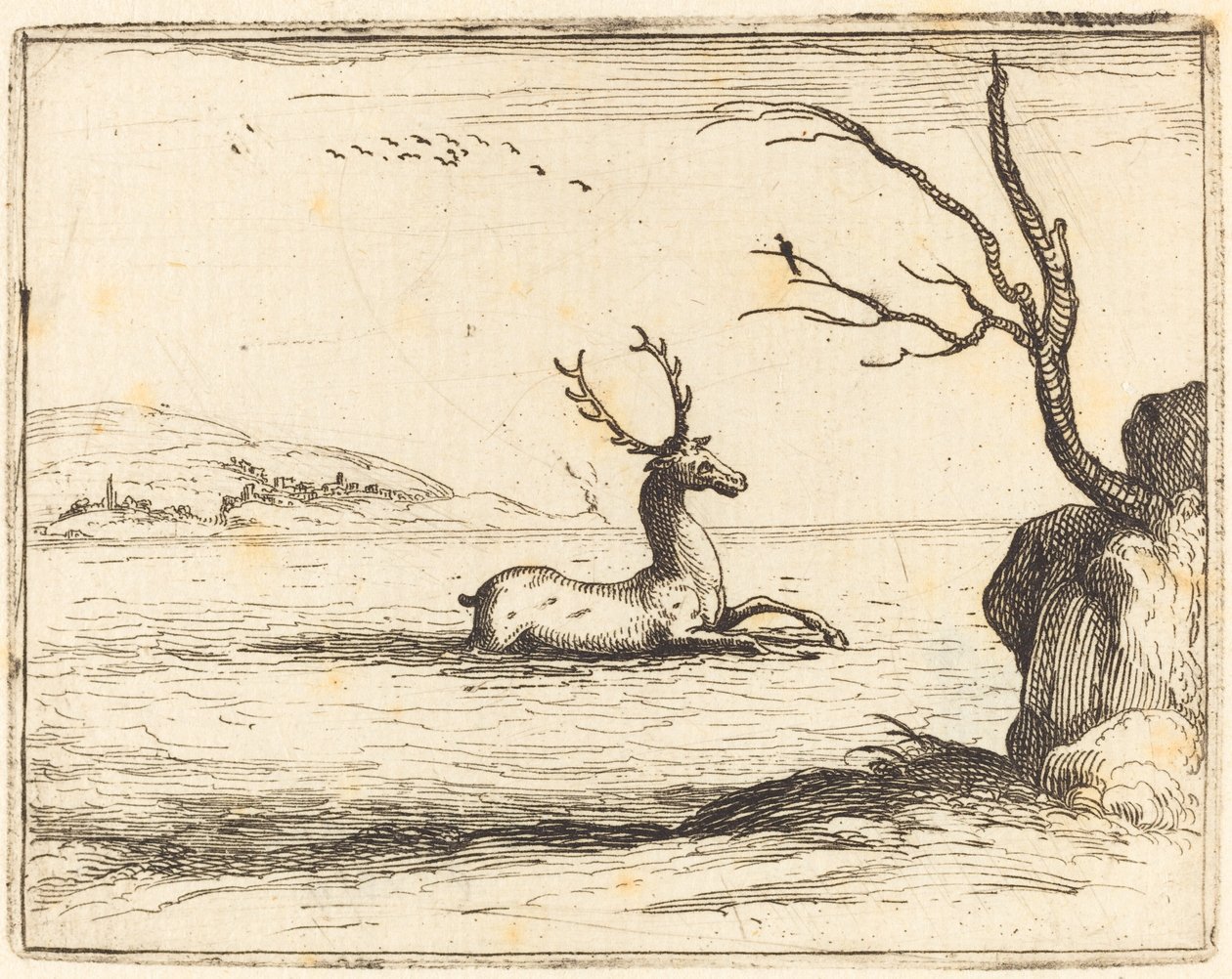 Cerf dans l