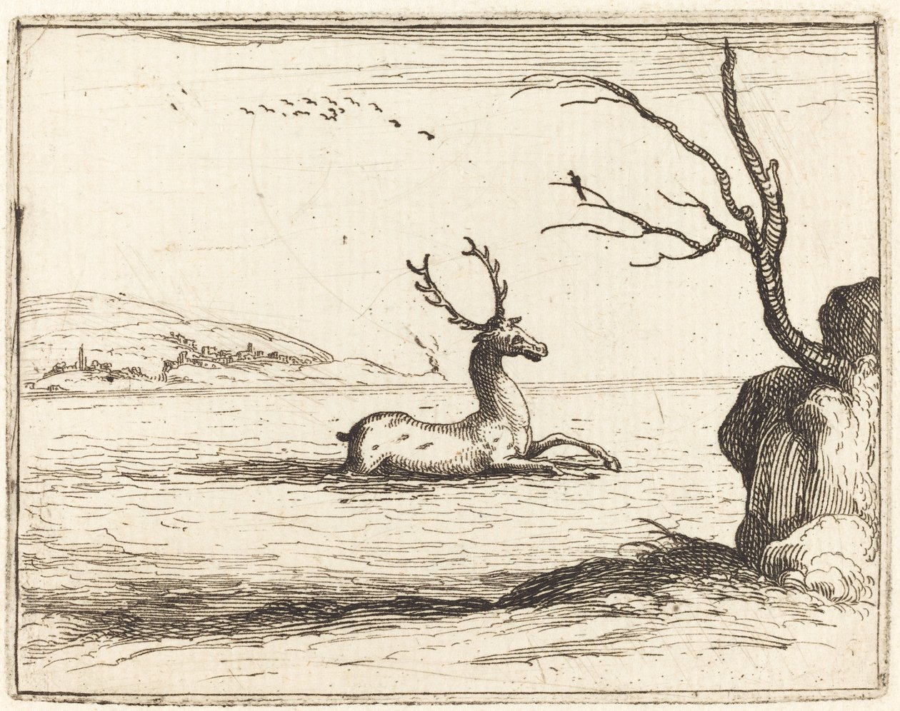 Cerf dans l