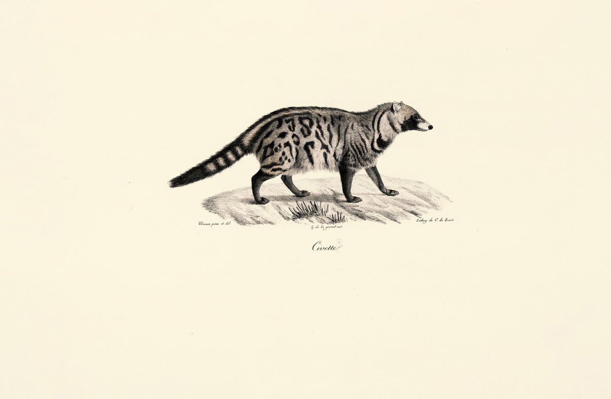 Civette africaine (Civettictis civetta) - Jacques Christophe Werner