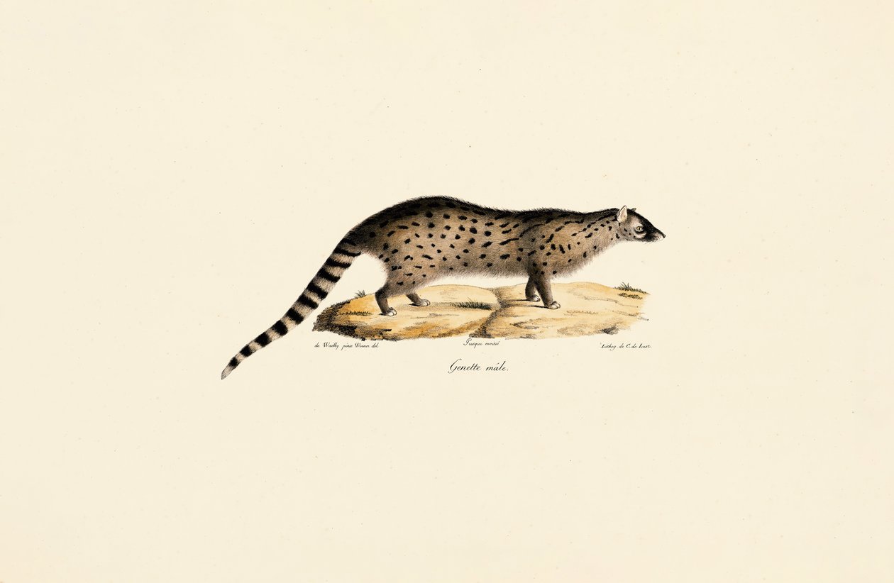 Génie africain - Jacques Christophe Werner