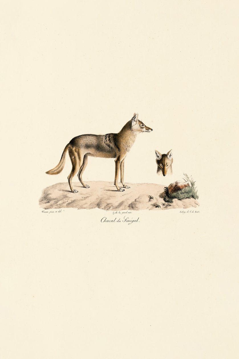 Chacal doré du Sénégal - Jacques Christophe Werner