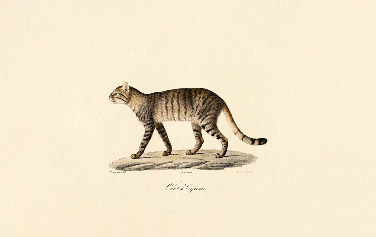 Chat sauvage africain - Jacques Christophe Werner