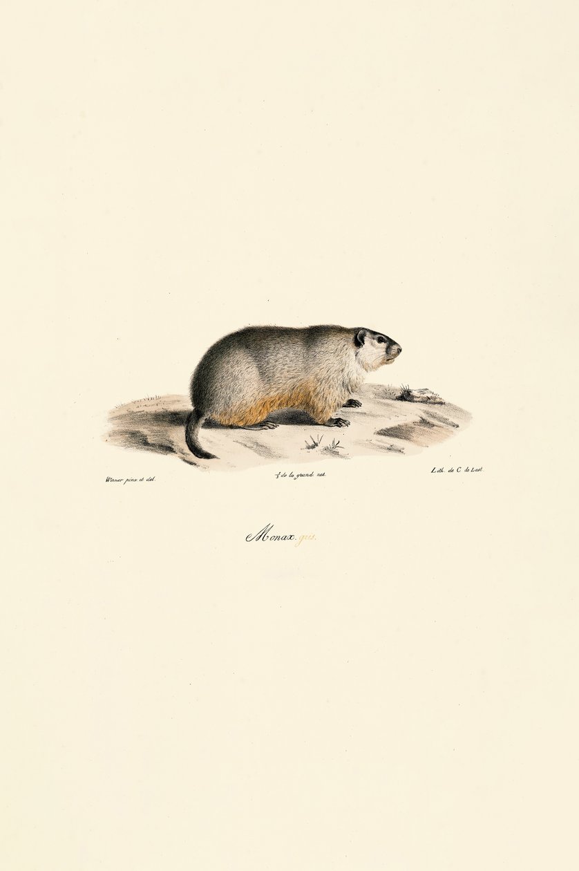 Marmotte alpine (Variante Monax) - Jacques Christophe Werner