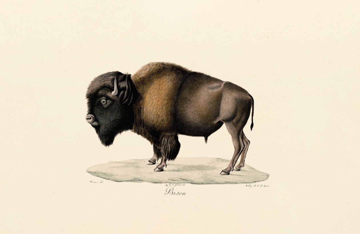 Bison d