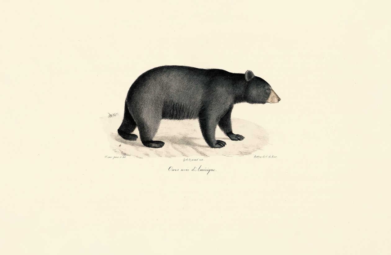 Ours noir d