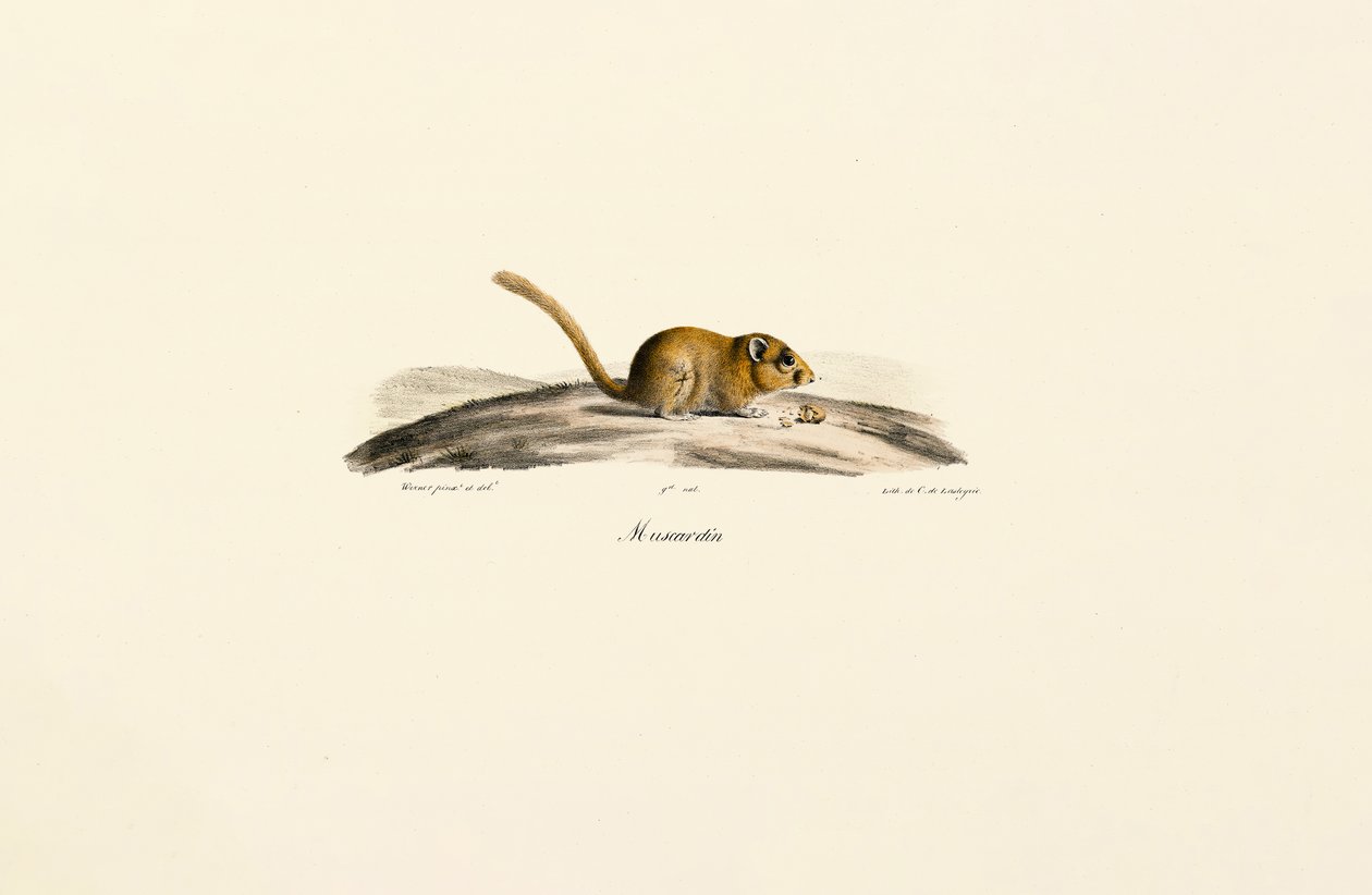 Souris sylvestre d