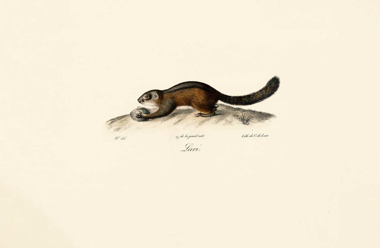 Martre américaine - Jacques Christophe Werner