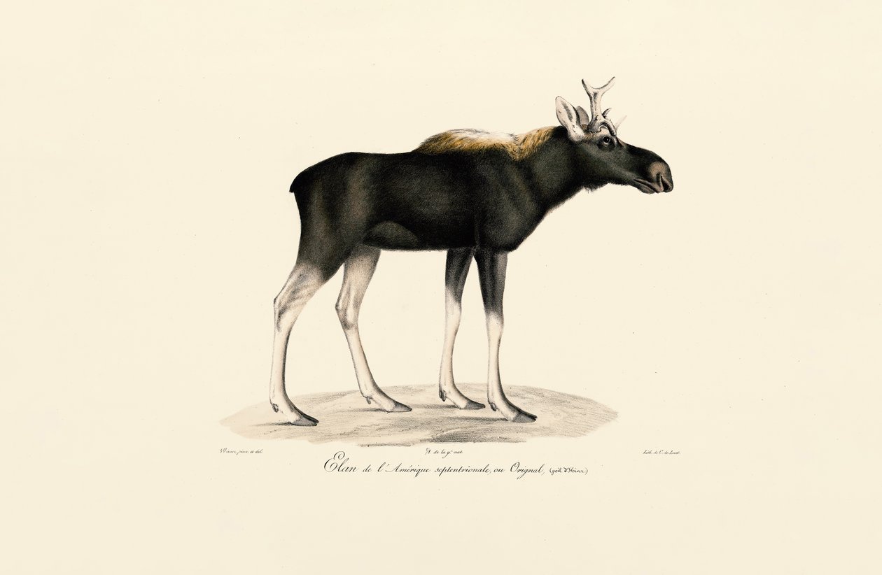 Élan d
