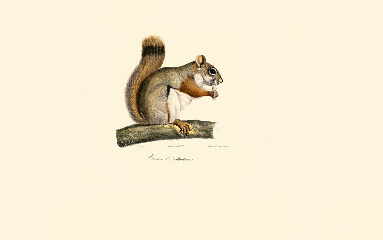 Écureuil roux d