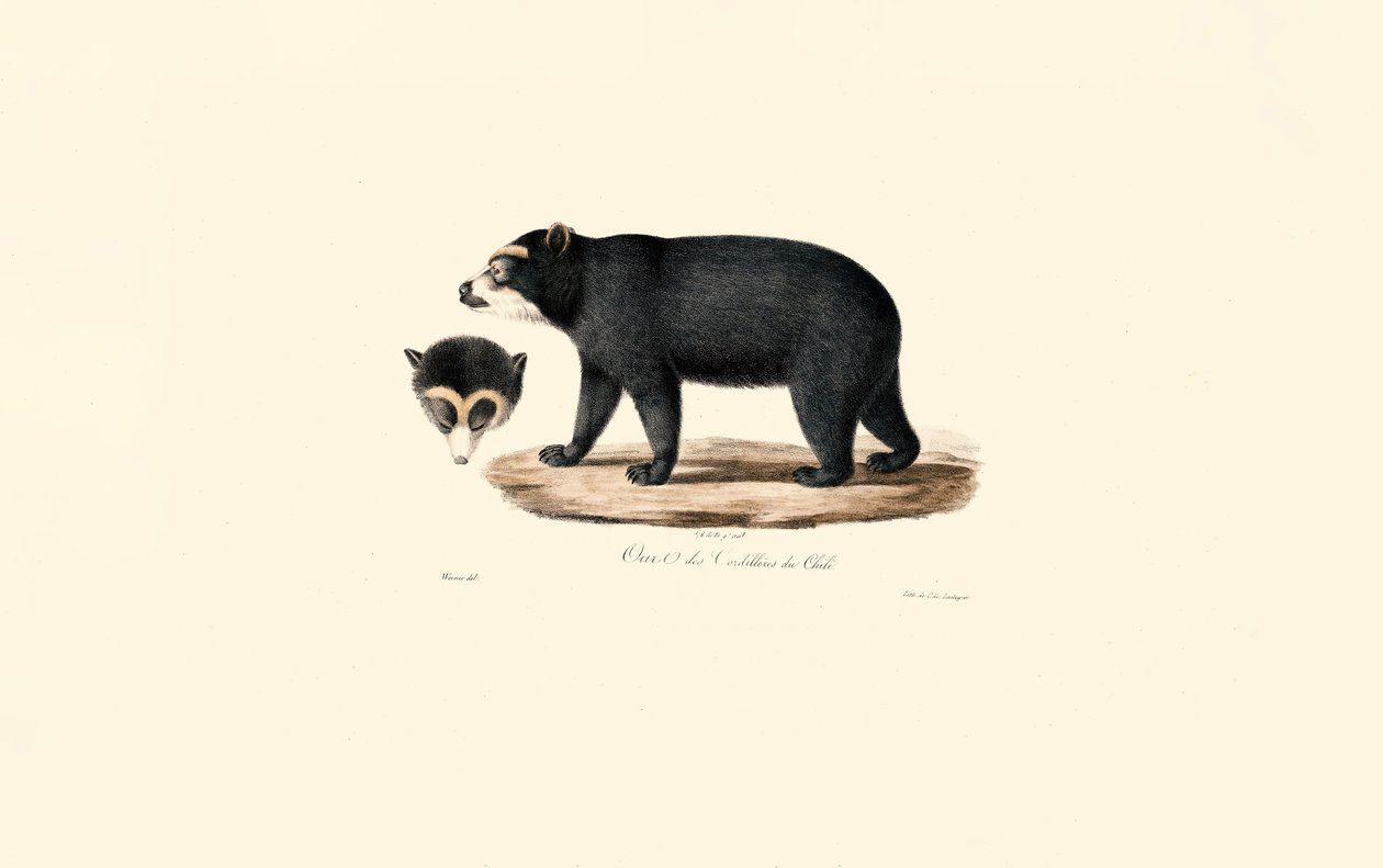 Ours à lunettes des Andes (Ours des Andes chilien) - Jacques Christophe Werner