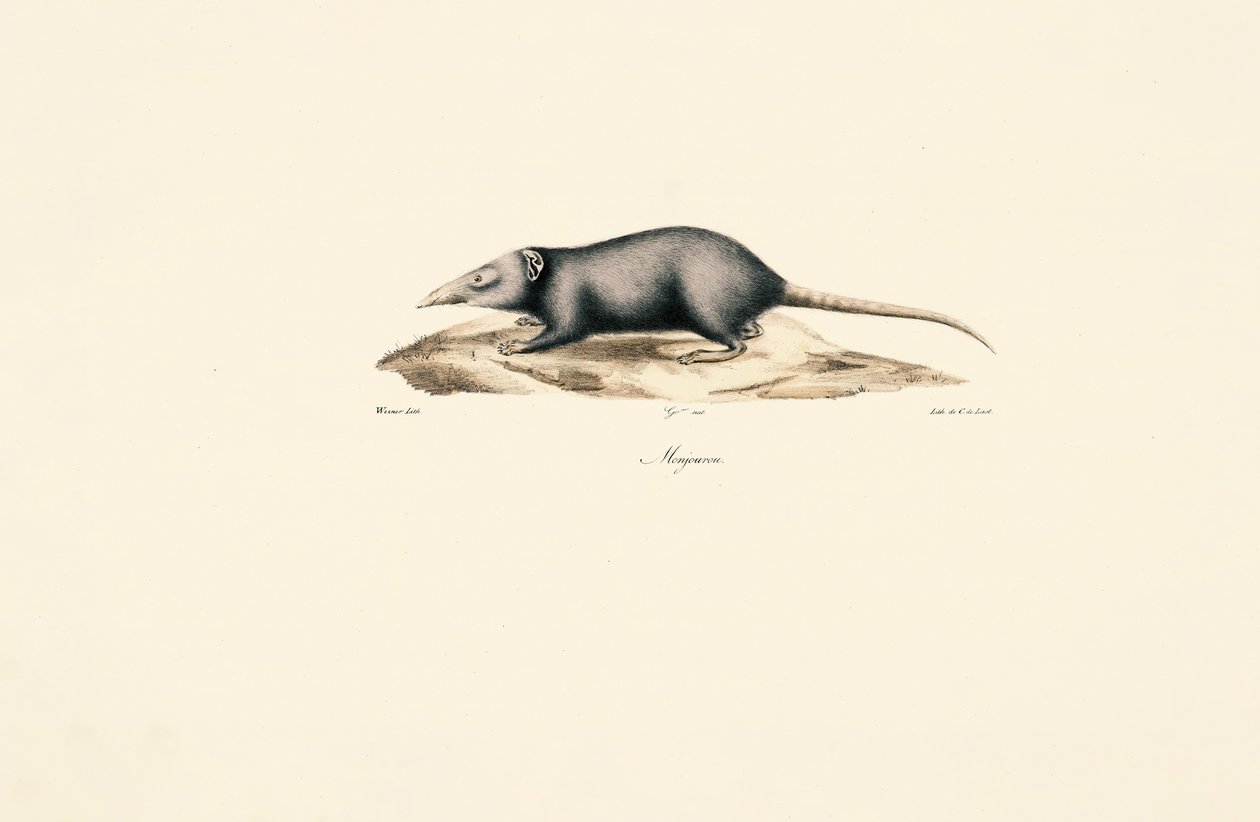 Musaraigne domestique asiatique - Jacques Christophe Werner