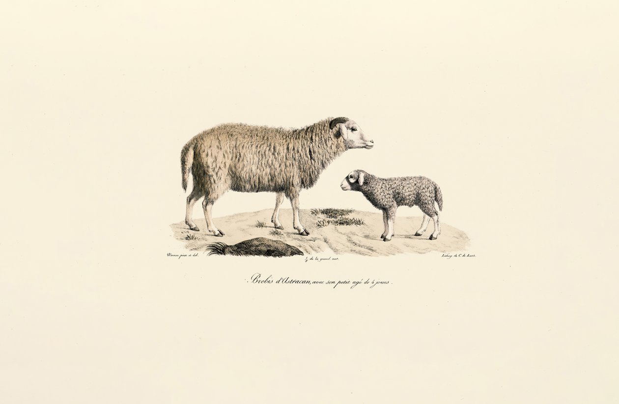 Mouton Aurucan avec agneau - Jacques Christophe Werner