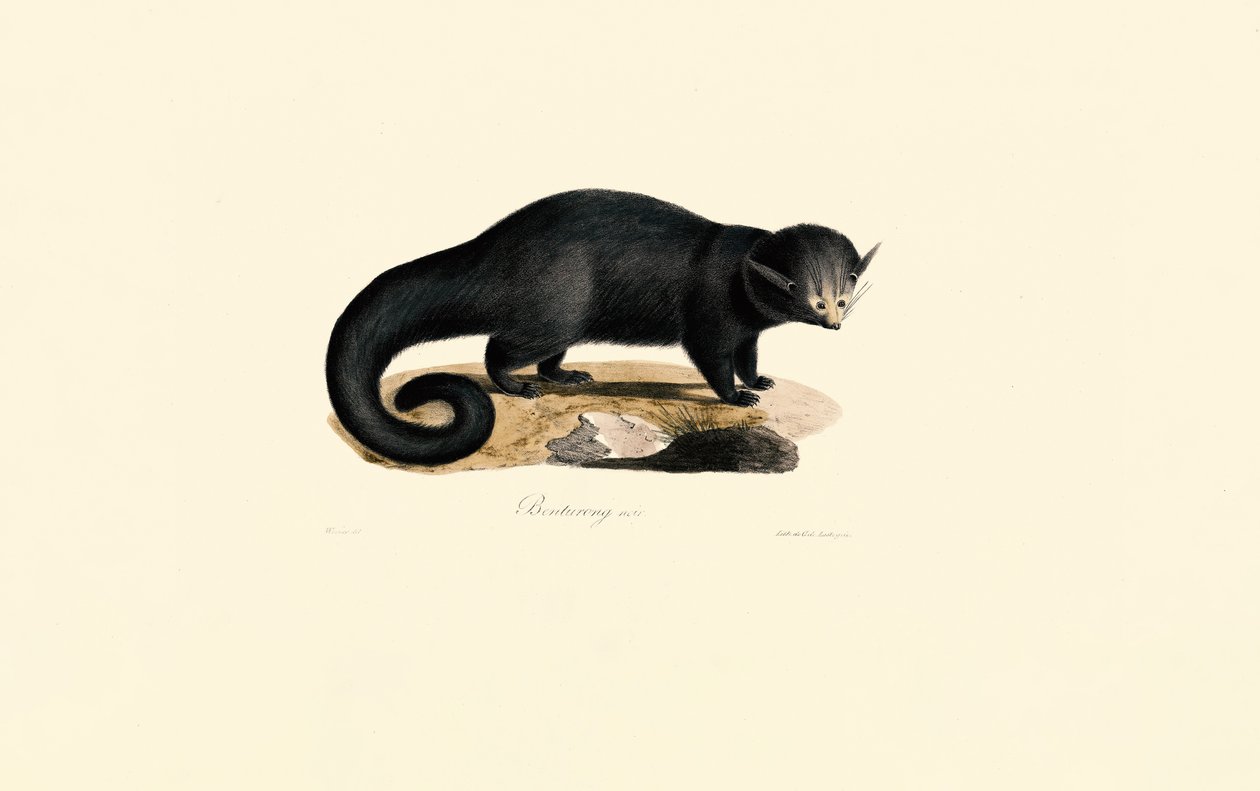 Binturong (Arctictis binturong) - Jacques Christophe Werner