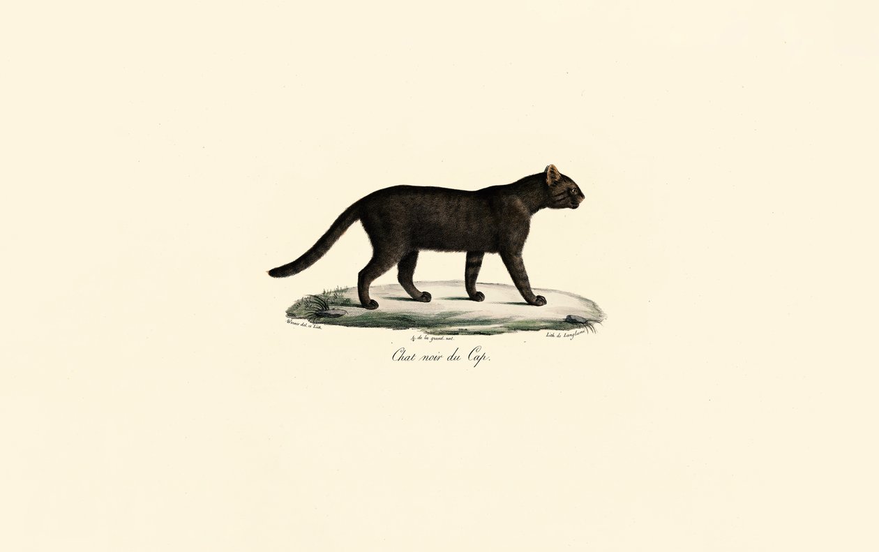 Chat à pieds noirs - Jacques Christophe Werner