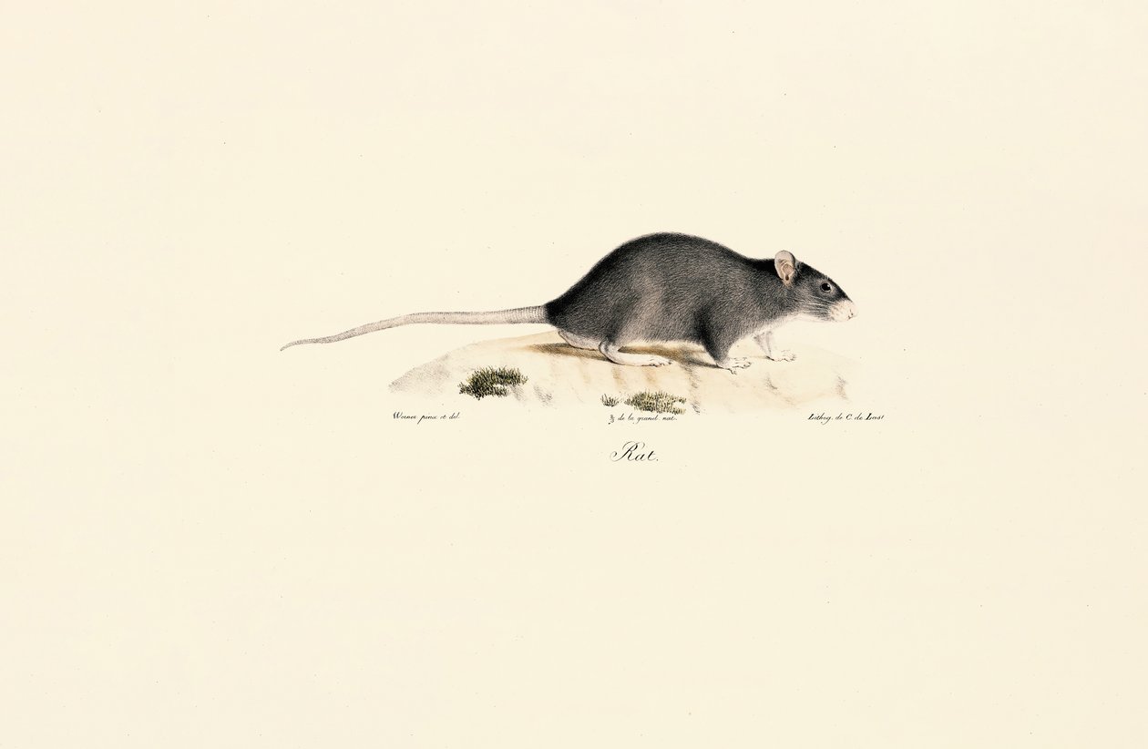 Rat noir - Jacques Christophe Werner